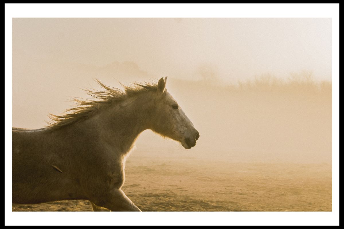 Misty Morning