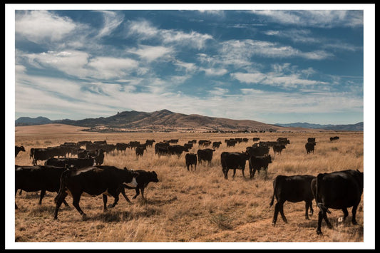 Home on the Range